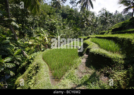 Les champs de riz en Pura Gunung Kawi Sebatu, l'ancien royal tombs, Bali, Indonésie, Asie du sud-est Banque D'Images