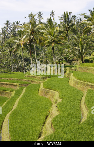 Les champs de riz en Pura Gunung Kawi Sebatu, l'ancien royal tombs, Bali, Indonésie, Asie du sud-est Banque D'Images