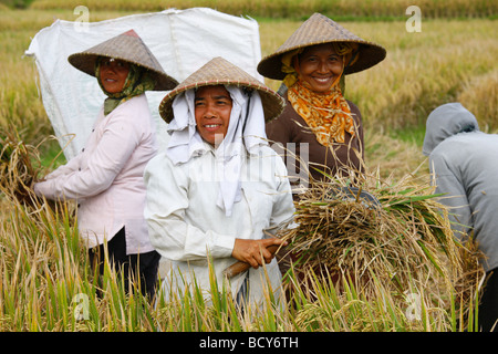 Le vannage du riz, la récolte des femmes dans les champs de riz dans la région de Tegal Lalang, Bali, Indonésie, Asie du sud-est Banque D'Images