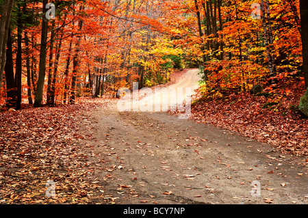 Parcours dans le groupe d'arbres en automne coloré park Banque D'Images