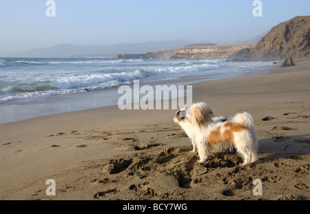 Les chiens qui attendent leur maître en bord de l'océan Banque D'Images