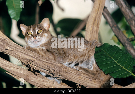 Felis rubiginosa / rusty-spotted cat Banque D'Images