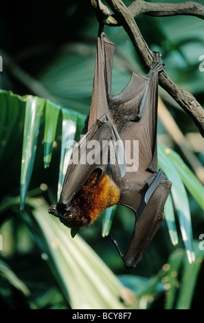 Pteropus vampyrus / flying dog / kalong / grand flying fox Banque D'Images