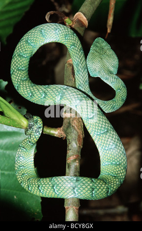 Waglers Pit Viper, Waglers Palm Viper (Tropidolaemus wagleri) sur une branche, Asie du Sud-est Banque D'Images