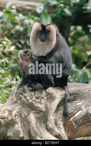 Macaca silène / liontail macaque macaque à queue de lion / Banque D'Images