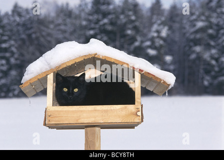 Un chat noir est assis dans un nichoir Banque D'Images