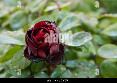 Red Rose après la pluie en Toscane Italie Banque D'Images