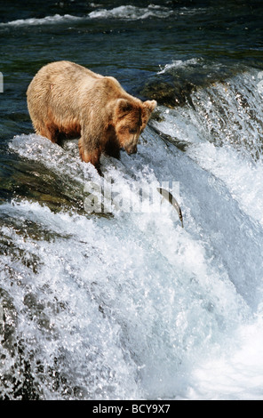 Ours brun attraper le saumon sur la cheminée / ursus arctos Banque D'Images