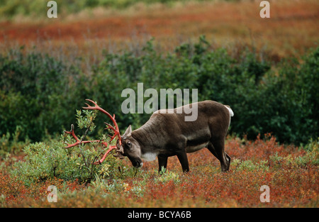 Le caribou (Rangifer tarandus). Frottant ses bois Bull sur les ramilles pour enlever le velours Banque D'Images