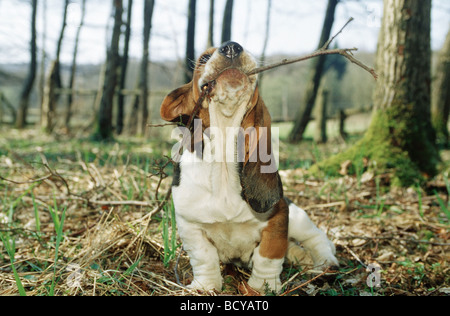Basset Banque D'Images