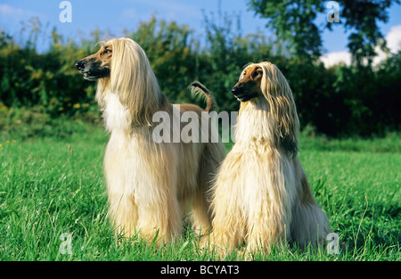 Deux chiens Lévrier Afghan on meadow Banque D'Images