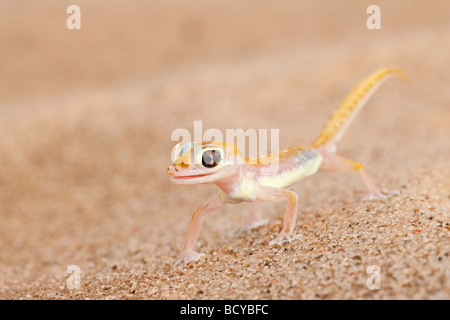 Gecko Webfooted Palmatogecko rangei Désert du Namib Namibie Banque D'Images