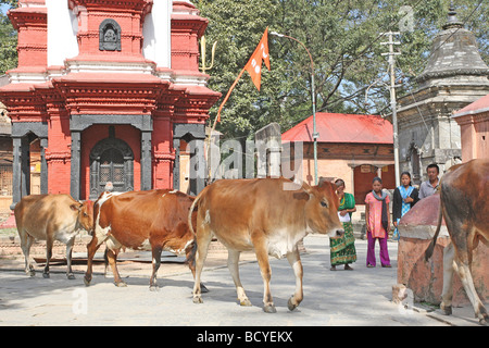 Pashupatinath - vaches marcher dans la rue Banque D'Images