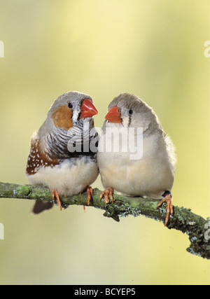 Zèbre Finch (Taeniopygia guttata). Deux oiseaux adultes perchés sur une branche Banque D'Images