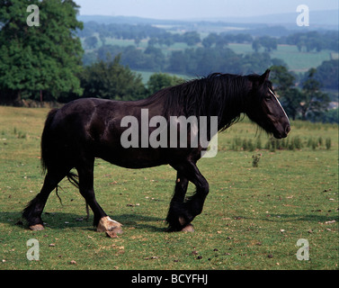 Poney Banque D'Images