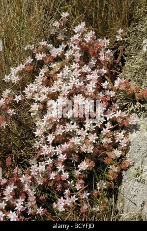 English Stonecrop sedum anglicum, fleurs sauvages, près de la côte de Solway, Balcary Bay, Dumfries et Galloway, Écosse Banque D'Images