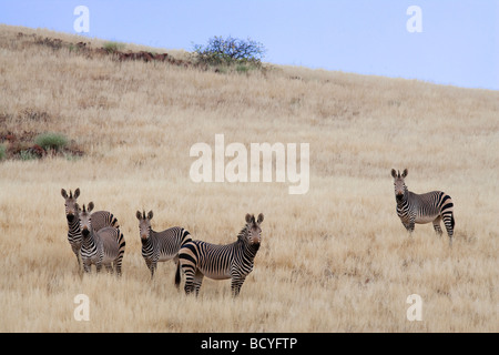 Hartmanns mountain zebra Equus zebra hartmannae région Kunene Namibie Afrique du Sud Banque D'Images