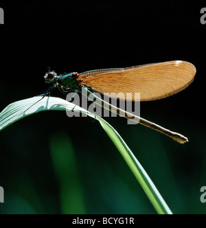 Bluewing / demoiselle agrion / Calopteryx virgo Banque D'Images