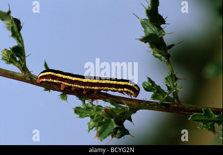 Caterpillar - broom espèce / Melanchra pisi Banque D'Images