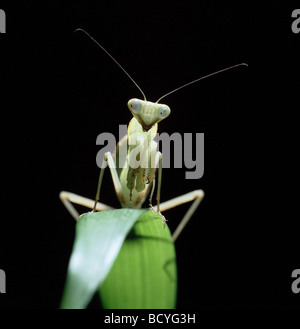 La prédation européenne sur vitre / Mantis Mantis religiosa / lame Banque D'Images