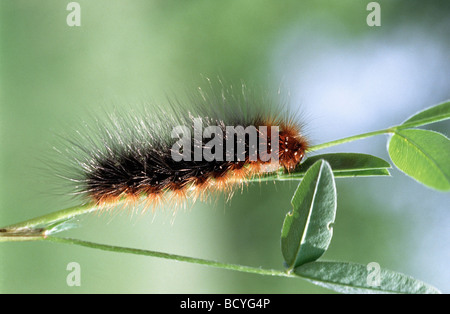 Arctia caja jardin Tiger (), Caterpillar sur une tige Banque D'Images