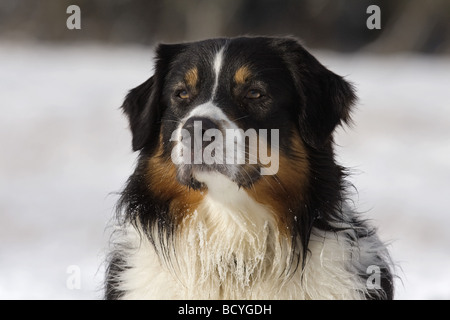 Chien Berger Australien - portrait Banque D'Images