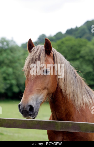 Portrait d'un cheval debout à une clôture Banque D'Images