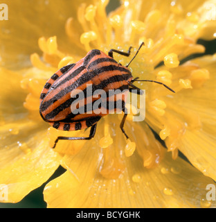 Graphosoma lineatum Banque D'Images