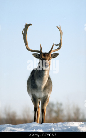 Cervus dama / daims dans la neige Banque D'Images