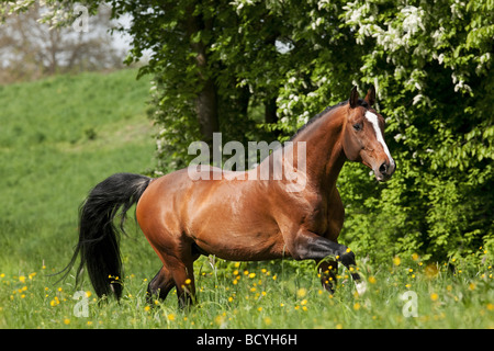 L'Holstein - Walking on meadow Banque D'Images