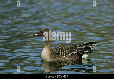 Bean goose Anser fabalis / dans l'eau Banque D'Images