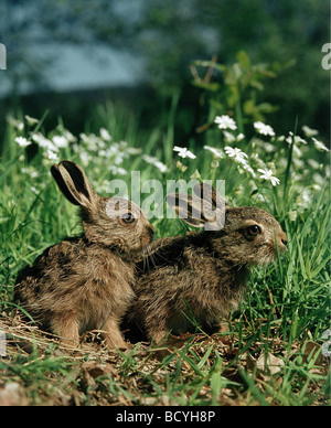 Lièvre d'Europe (Lepus europaeus). Deux levrauts dans une prairie en fleurs Banque D'Images