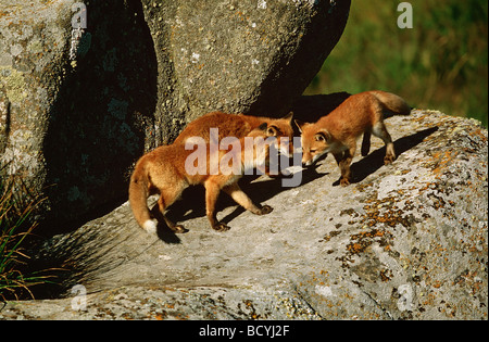 Trois jeunes red fox sur stone / Vulpes vulpes Banque D'Images