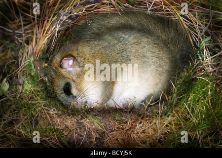 Loir, commune du Loir (Muscardinus avellanarius Hazel) dormir dans son nid au cours de l'hibernation. Banque D'Images