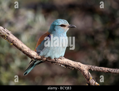 Coracias garrulus européenne, Rouleau, Estrémadure, Espagne Banque D'Images