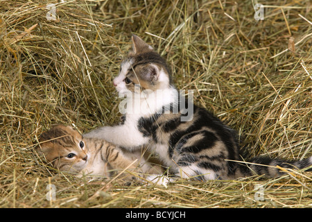 Chat domestique Deux chatons tabby jouant dans le foin. Allemagne Banque D'Images