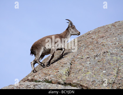 L'espagnol, Ibex Capra pyrenaica, Sierra de Gredos, Espagne Banque D'Images