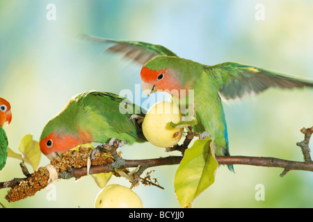 Deux peach-faced lovebirds sur branche avec pommes et millet / Agapornis roseicollis Banque D'Images