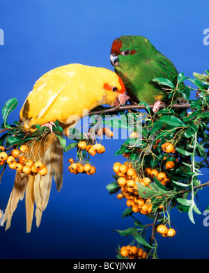 Deux perruches à la façade rouge sur la branche / Cyanoramphus novaezelandiae Banque D'Images