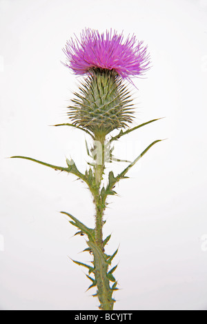 Chardon commun Cirsium vulgare Banque D'Images