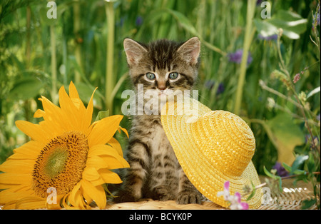 Chaton domestique avec le tournesol Banque D'Images