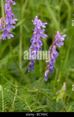 Vesce jargeau, Vicia cracca, vallée de la flotte, de fleurs sauvages, Dumfries et Galloway, Écosse Banque D'Images