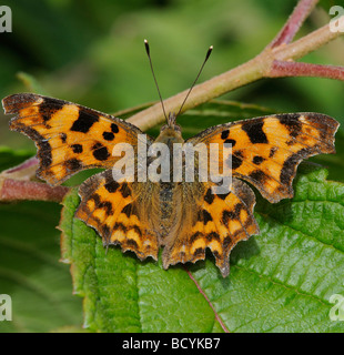 Comma Butterfly polygonia c album reposant sur une feuille d'un Viburnum plicatum arbuste plantes Banque D'Images