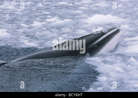 Petit rorqual de l'Antarctique, le sud du Petit Rorqual (Balaenoptera bonaerensis), surfaçage de la glace entre Banque D'Images