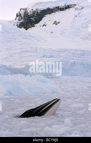 Petit rorqual de l'Antarctique, le sud du Petit Rorqual (Balaenoptera bonaerensis), en face de la côte de l'antarctique Banque D'Images