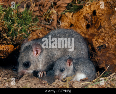 Fat loir loir / Glis glis Banque D'Images