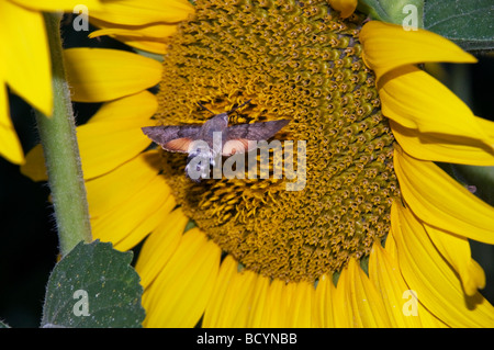 Une espèce de recueillir le pollen d'une fleur dans un champ de tournesols en fleurs colorées et élégantes lors d'un coucher du soleil en Bulgarie Banque D'Images