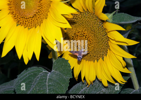 Une espèce de recueillir le pollen d'une fleur dans un champ de tournesols en fleurs colorées et élégantes lors d'un coucher du soleil en Bulgarie Banque D'Images