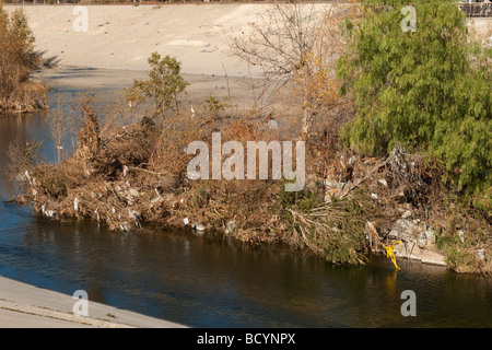 Sacs en plastique pris dans les arbres après run-off à Los Angeles River, Burbank, Californie, USA Banque D'Images