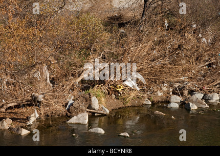 Sacs en plastique pris dans les arbres après run-off à Los Angeles River, Burbank, Californie, USA Banque D'Images